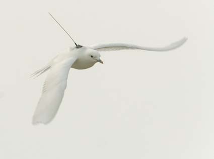 Tagged Ivory Gull in flight