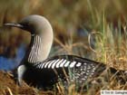 Red-throated loon