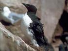 Thick--billed Murre