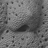 Microporella klugei
