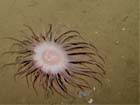Deep Sea Anemone