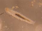 Benthic larvae