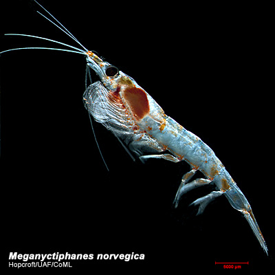 Meganyctiphanes norvegica 