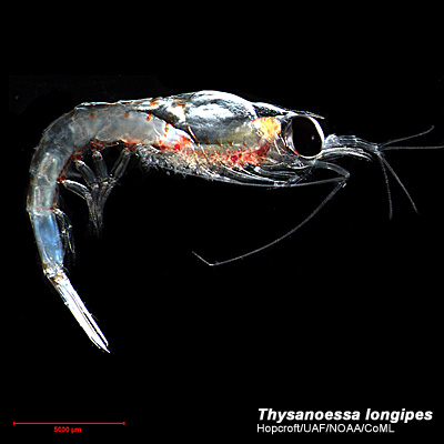 Thysanoessa longipes