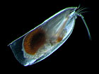 Discoconchoecia elegans