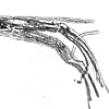 Discoconchoecia elegans female capitulum