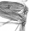 Discoconchoecia elegans male capitulum