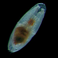 Discoconchoecia elegans female shape